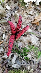 Clathrus archeri