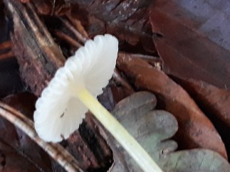 Mycena epipterygia