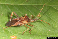 Leptoglossus occidentalis