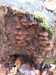 Hymenochaete rubiginosa