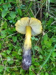 Hygrocybe conica