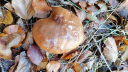 Suillus luteus