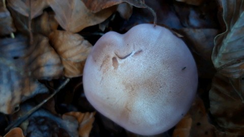 Collybia nuda