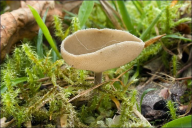 Helvella macropus