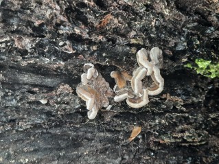 Auricularia mesenterica
