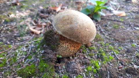 Suillellus luridus