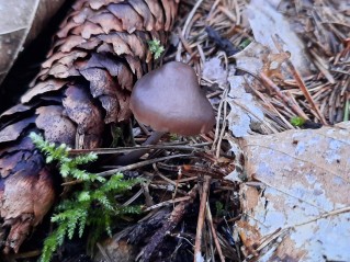 Mycena strobilicola