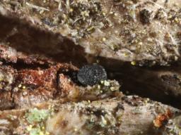 Vexillomyces atrovirens