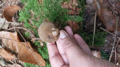 Paxillus involutus