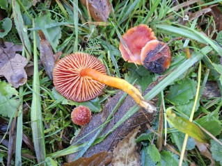 Hygrocybe coccinea