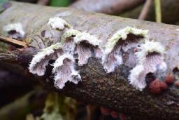 Schizophyllum commune