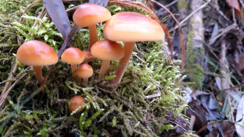 Flammulina velutipes