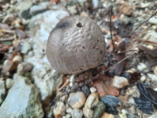 Coprinopsis atramentaria