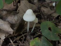 Hemimycena lactea