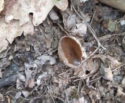 Helvella acetabulum