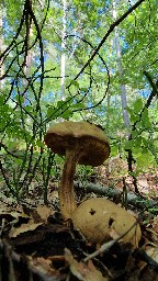 Pseudoboletus parasiticus