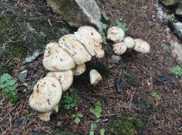 Suillus viscidus