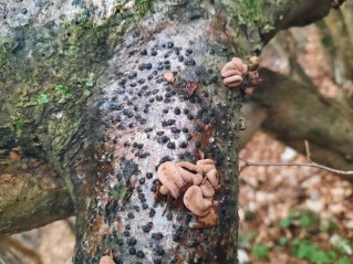 Encoelia furfuracea