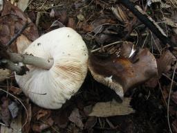 Pluteus cervinus