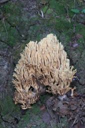 Ramaria pallida