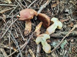 Butyriboletus roseogriseus