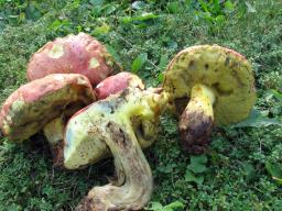 Butyriboletus pseudoregius