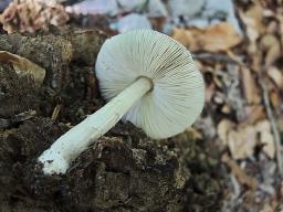 Pluteus primus