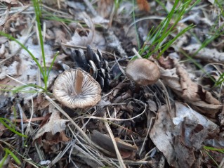 Mycena plumipes