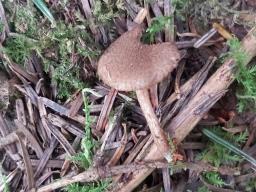 Inocybe lacera