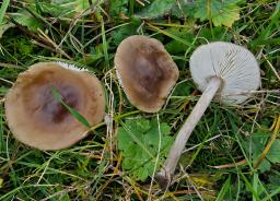 Melanoleuca friesii