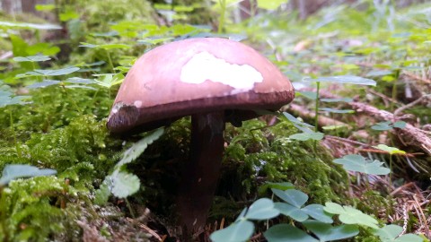 Porphyrellus porphyrosporus