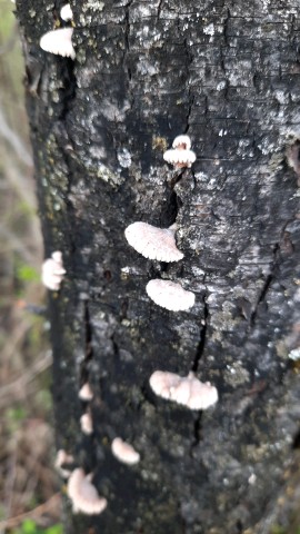 Schizophyllum commune