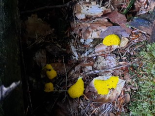 Fuligo septica