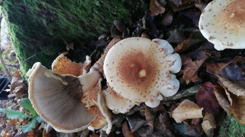 Pholiota squarrosa