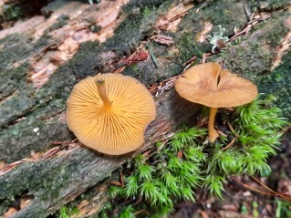 Chrysomphalina chrysophylla