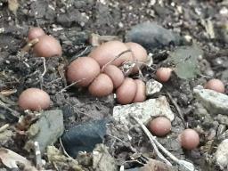 Lycogala epidendrum