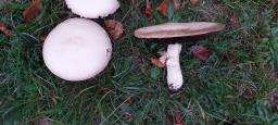 Agaricus urinascens