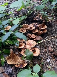 Paxillus rubicundulus
