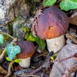 Cyclocybe cylindracea