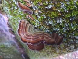 Auricularia mesenterica