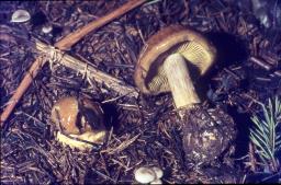 Thaxterogaster scaurus