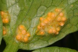 Puccinia smyrnii