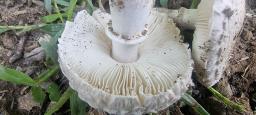 Leucoagaricus barssii