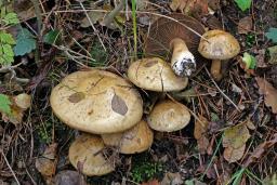 Cortinarius infractus