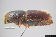 Ips typographus
