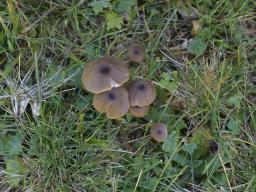 Entoloma asprellum