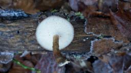 Lentinus brumalis