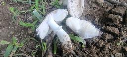 Leucoagaricus barssii