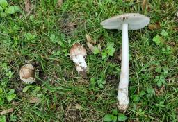 Amanita albogrisescens