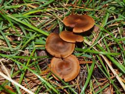 Cortinarius semisanguineus